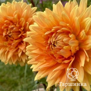 

Георгина Нордвикс Глори декоративная