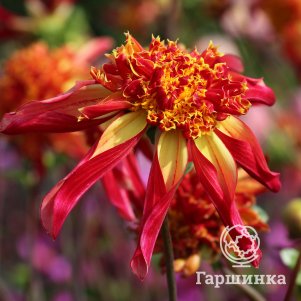 

Георгина Октопус Спаркл анемоновидная