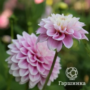 

Георгина Оффшор Дрим декоративная