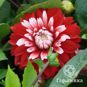 

Георгина Ольгас Лайт декоративная