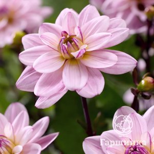 

Георгина Пацифик Джевел декоративная