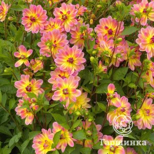 

Георгина Пацифик Океан декоративная