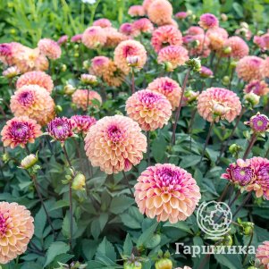 

Георгина Палмарес шаровидная