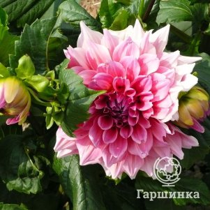 

Георгина Премиум 18 (МАКСИ) декоративная