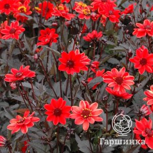 

Георгина Пульп Фикшн анемоновидная