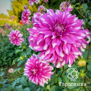 

Георгина Радегаст декоративная