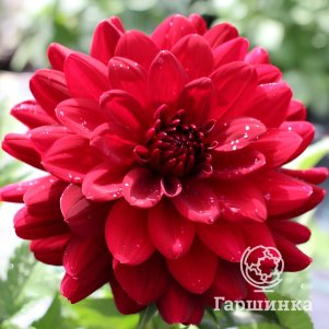 

Георгина Ред Раннер декоративная