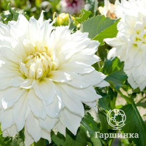 

Георгина Сноубаунд (МАКСИ) декоративная