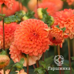 

Георгина Сувенир дЭте шаровидная