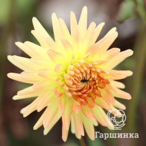 

Георгина Шпасмахер кактусовидная