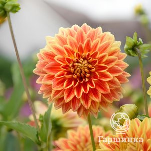 

Георгина Сан Экспложн декоративная