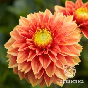 

Георгина Сансет Тропикана декоративная