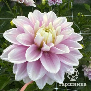 

Георгина Свит Люсиль декоративная