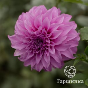 

Георгина Вассио Меггос (МАКСИ) декоративная