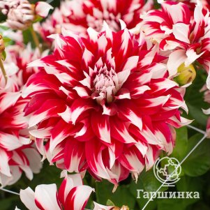 

Георгина Икс Фактор декоративная