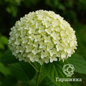 

Гортензия Туманы Лесково древовидная