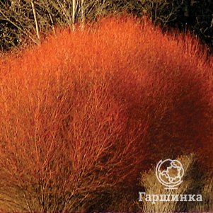 Ива Олимпийский огонь