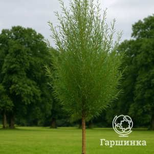 Ива Стрела Купидона 390₽