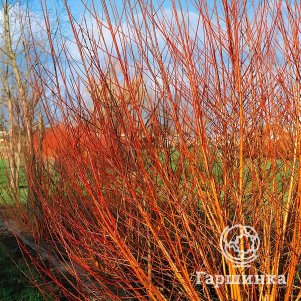 Ива Чермезина