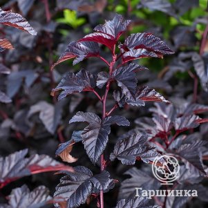 Пузыреплодник Рубелла калинолистный 460₽