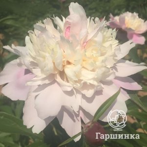 Пион Розовый жемчуг розовый