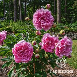 

Пион Ясные зори розово-голубой