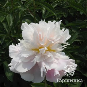 

Пион Снежная гора с фиолетовым нефритом белый