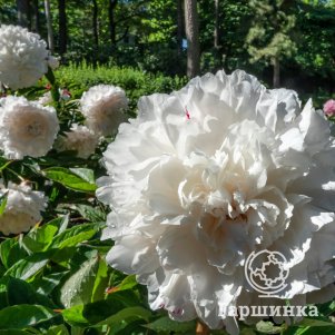 Пион Сияющая красота белый 520₽