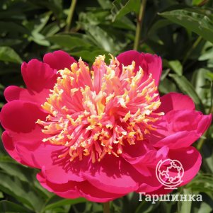 

Пион Золотые звезды в пурпурном шелке многоцветный