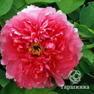 

Пион Очаровательная весна древовидный красный