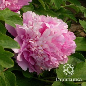 

Пион Лавандовый рассвет древовидный розово-голубой