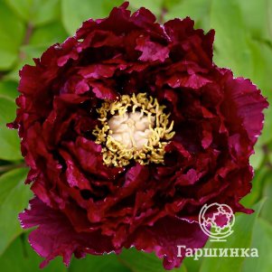 

Пион Кукамон древовидный черный