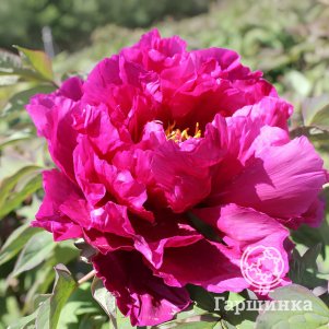 

Пион Дао Да Чхэнь древовидный темно-красный