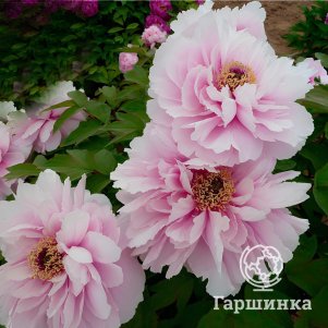 

Пион Юй Мень Тао Хуа древовидный розовый