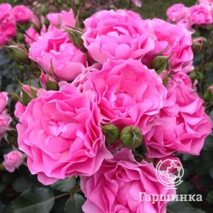 Роза Ай Эм Грейтфул флорибунда 290₽