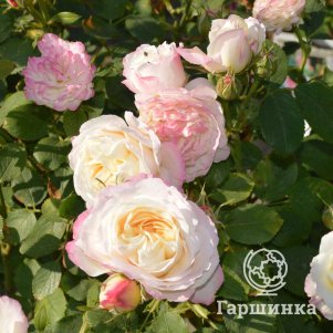 Роза Андре Брише