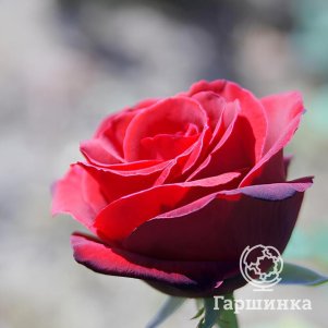 Роза Гранд Гала чайно-гибридная 290₽