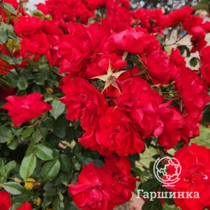 Роза Ла Севильяна 290₽