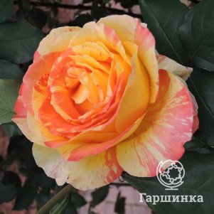 Роза Марвелл чайно-гибридная 290₽