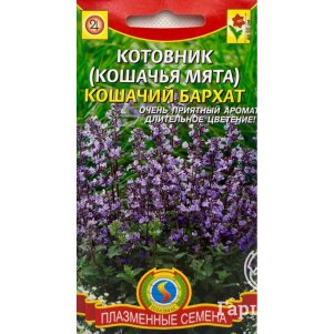 

Котовник (Кошачья мята) Кошачий бархат, Плазменные семена