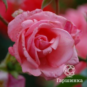 Роза Рамира плетистая 290₽