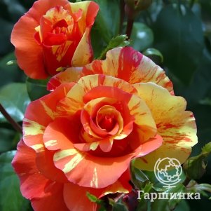 Роза Сорбет Фрут 290₽