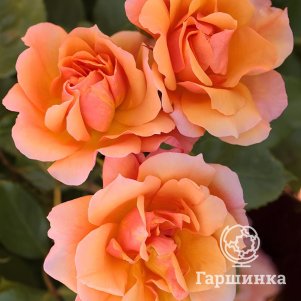 Роза Текила флорибунда 290₽