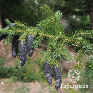 

Ель Тянь-шанская (семенная)