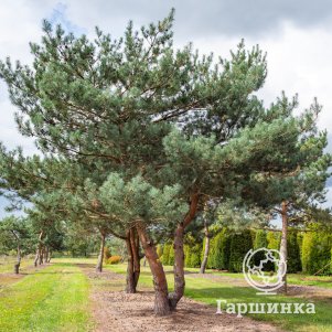 

Сосна обыкновенная (семенная)