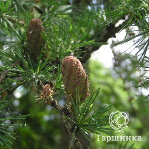 

Лиственница сибирская (семенная)