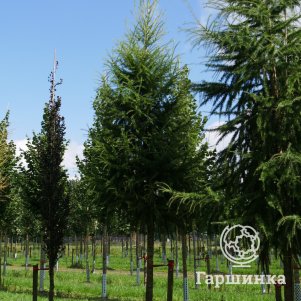 

Лиственница европейская (семенная)