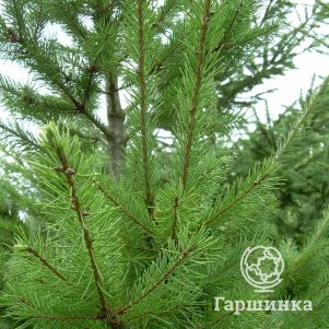 

Псевдотсуга Мензис (семенная)