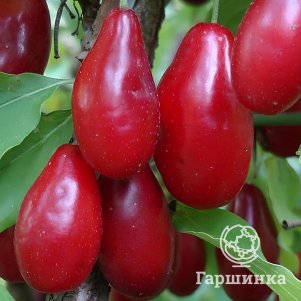 

Кизил Семеновский