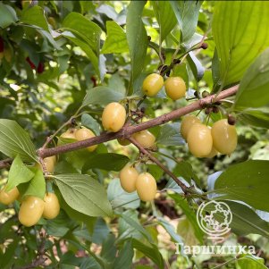 

Кизил Янтарный